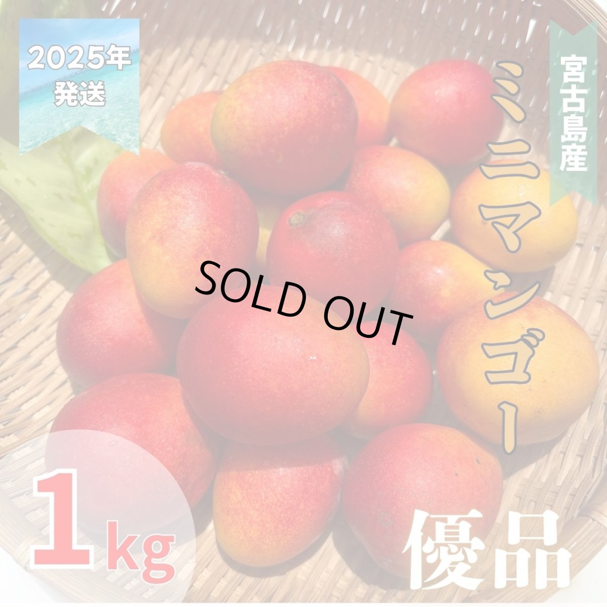 画像1: 宮古島産 激旨完熟 ミニマンゴー 優品 1kg　発送時期6月末頃〜8月中旬 (1)