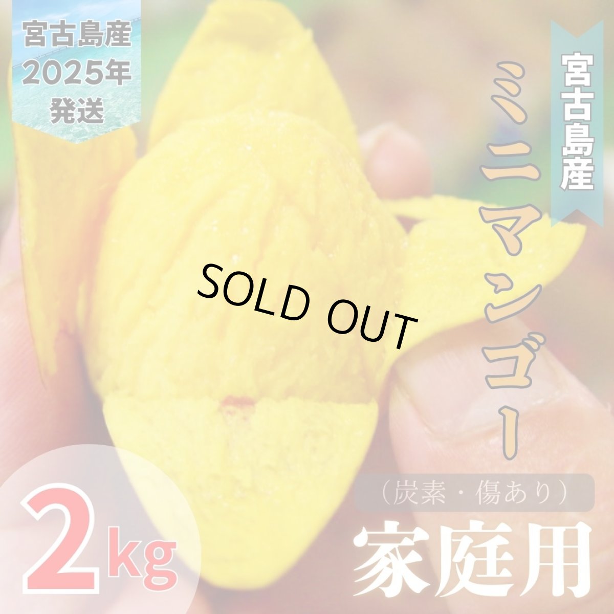 画像1: 「予約開始」宮古島産 激旨完熟 ミニマンゴー 家庭用 ２kg　炭素・傷あり　発送時期6月末頃〜8月中旬 (1)