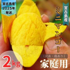 画像1: 「予約開始」宮古島産 激旨完熟 ミニマンゴー 家庭用 ２kg　炭素・傷あり　発送時期6月末頃〜8月中旬 (1)