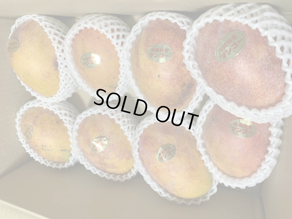 画像5: 特別価格☆たっぷり満腹 家庭用☆ 完熟アップルマンゴー4.5kg　☆９〜14玉☆　発送6月末〜8月下旬頃 (5)