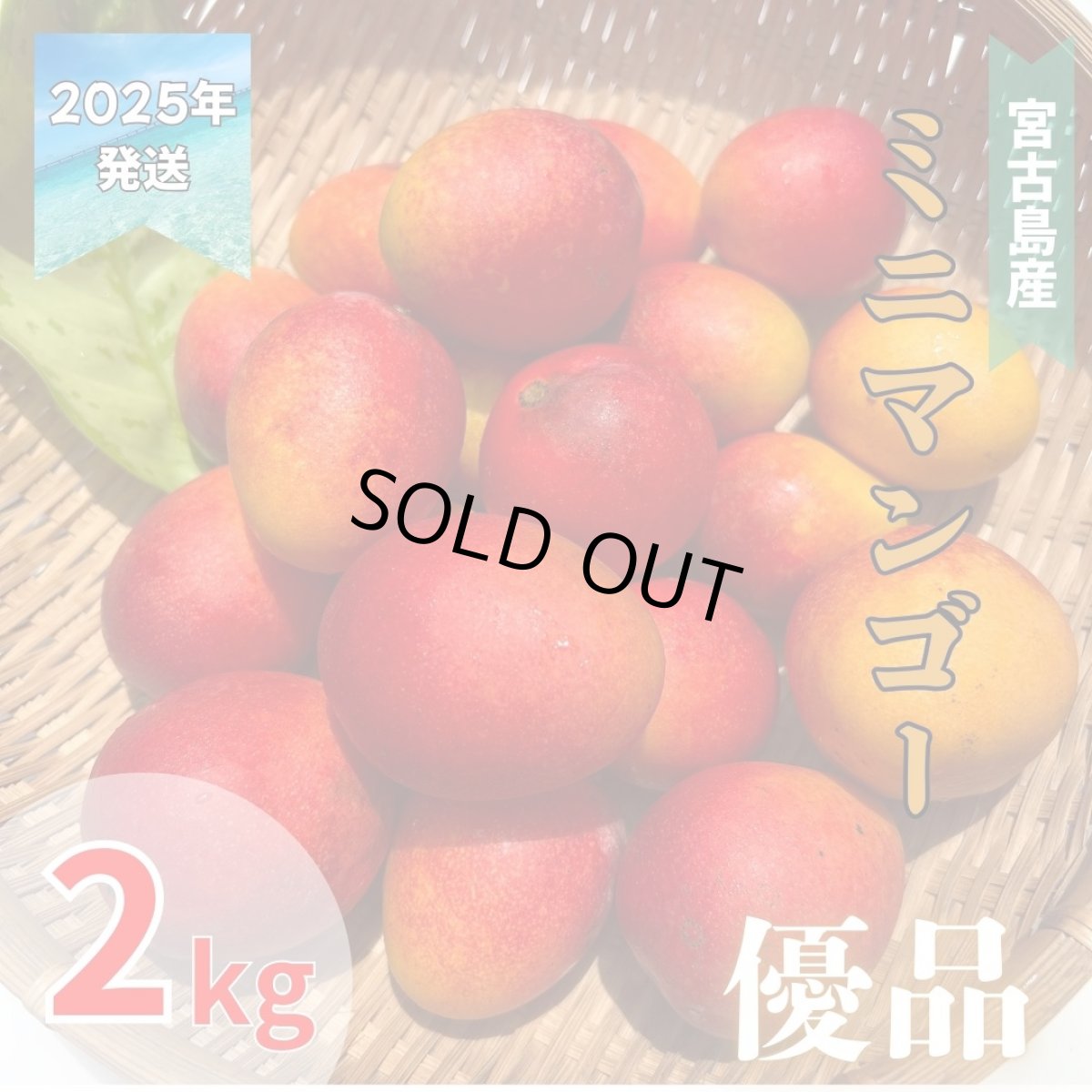 画像1: 宮古島産 激旨完熟 ミニマンゴー 優品 2kg　発送時期6月末頃〜8月中旬 (1)