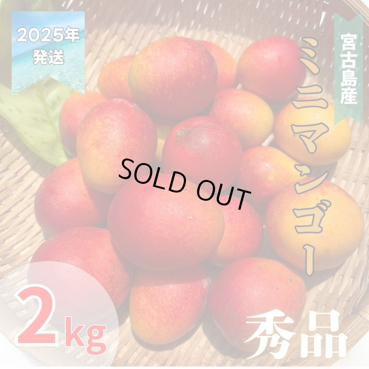 画像1: 宮古島産 激旨完熟 ミニマンゴー 秀品 2kg　発送時期6月末頃〜8月中旬 (1)
