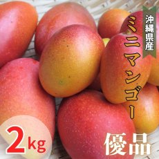 画像1: 「予約開始」沖縄県産 激旨完熟 ミニマンゴー 優品 ２kg　発送時期6月末頃〜8月中旬 (1)