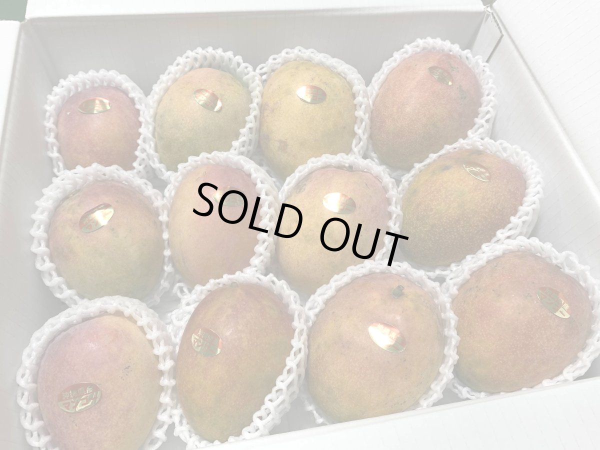 画像5: 【最終販売】沖縄県産アップルマンゴー　家庭用　２kg　炭素・傷あり　 (5)