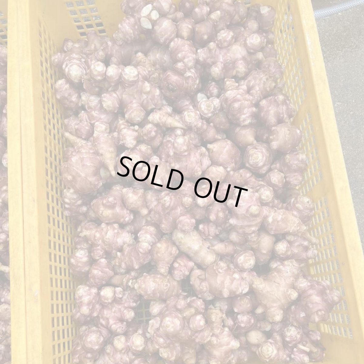画像1: 【新着商品】沖縄産　紫菊芋　10kg　低カロリーの栄養満点根菜！！！ (1)