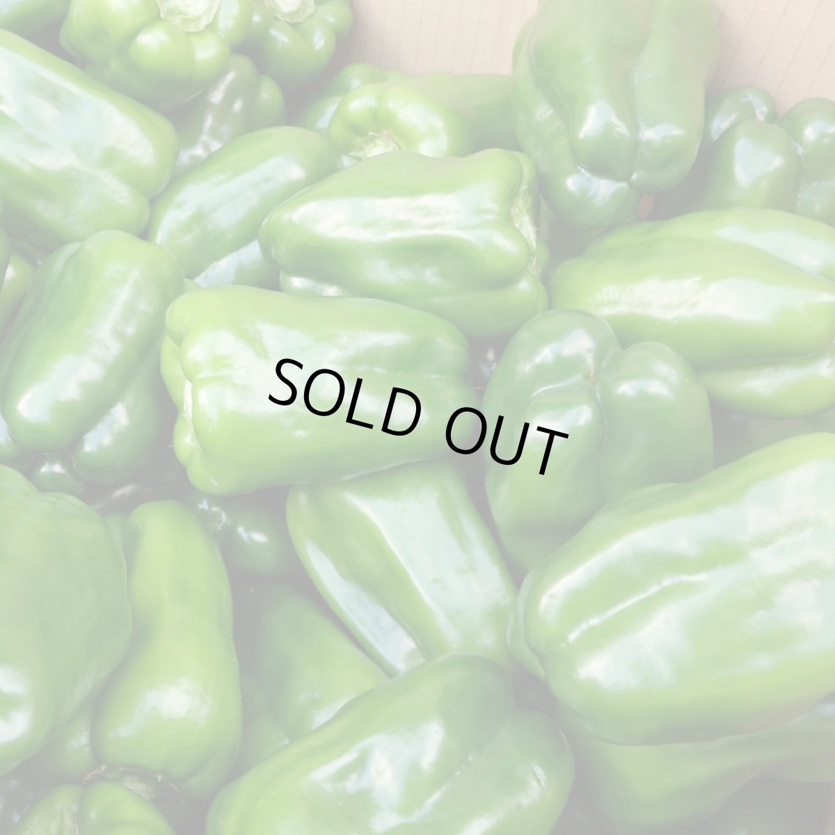 画像3: 沖縄県産 ビックピーマン 約1ｋｇ（6〜１5個） 甘くてモリモリ食べられる【数量限定/今なら10％割引中】 (3)