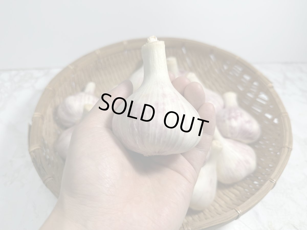 画像2: 沖縄産　島にんにく（大玉）５キロ　果肉の数が多いので黒ニンニクに最適 (2)