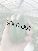 全商品一覧 | 沖縄のフルーツ・野菜専門店たま青果 (Page 2)