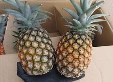 画像2: 予約開始☆サンドルチェパイン ３ｋｇ（３〜６玉前後）６月頃〜発送予定 (2)
