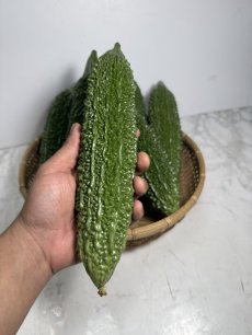 画像2: 旬です！沖縄県産　ゴーヤー １kg（4本前後）　(ゴーヤーチャンプルー・スムージーにお勧め） (2)