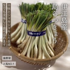 画像1: 《タイムセール》伊江島産島らっきょう　 １kg　※無くなり次第終了早い者勝ちセール (1)