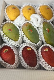 画像1: 《新商品》マンゴーおまかせ品種食べ比べセット　３〜５品種　4~4.5kg 日付指定不可　玉数指定不可 (1)