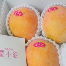 画像2: 《希少》沖縄県産　夏子紅マンゴー　２kg （４〜６玉）「日付指定不可」「数量限定」 (2)