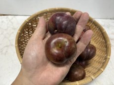 画像2: 【希少商品】沖縄県産　国頭産　大玉スモモ　１kg 甘酸っぱい初夏の果実  (2)