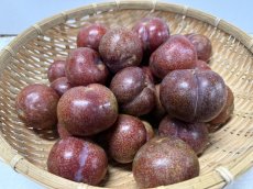 画像1: 【希少商品】沖縄県産　国頭産　大玉スモモ　１kg 甘酸っぱい初夏の果実  (1)