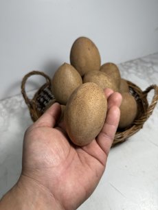 画像2:  サポジラ 1kg  　追熟させて香り良く甘〜いフルーツ　【常温発送】 (2)