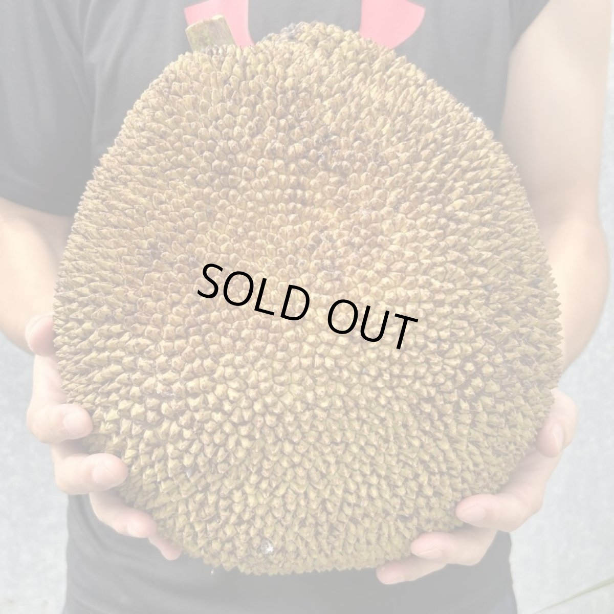画像1: ジャックフルーツ☆パラミツ☆　約7kg　※クレーム無しでお願いします。【送料無料】１点もの (1)