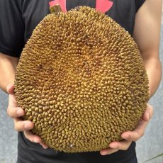 画像1: ジャックフルーツ☆パラミツ☆　約7kg　※クレーム無しでお願いします。【送料無料】１点もの (1)