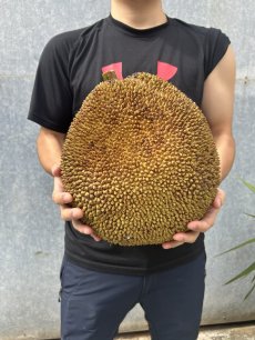 画像2: ジャックフルーツ☆パラミツ☆　約7kg　※クレーム無しでお願いします。【送料無料】１点もの (2)