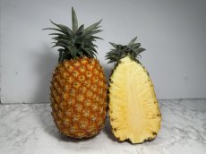 画像2: 沖縄産ゴールドバレル １玉（約1.5kg〜1.9kg）  (2)
