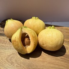 画像1: 【今年初入荷】沖縄産 ローズアップル (約500g)  ローズの香りのする果実 (1)