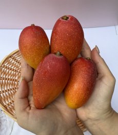 画像1: ☆希少種☆　ミニ レッドキンコーマンゴー（7~14玉）　1kg 　沖縄県産  (1)