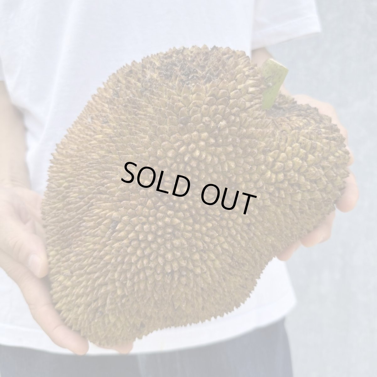 画像1: ジャックフルーツ☆パラミツ☆　約４kg　※クレーム無しでお願いします。【送料無料】１点物 (1)