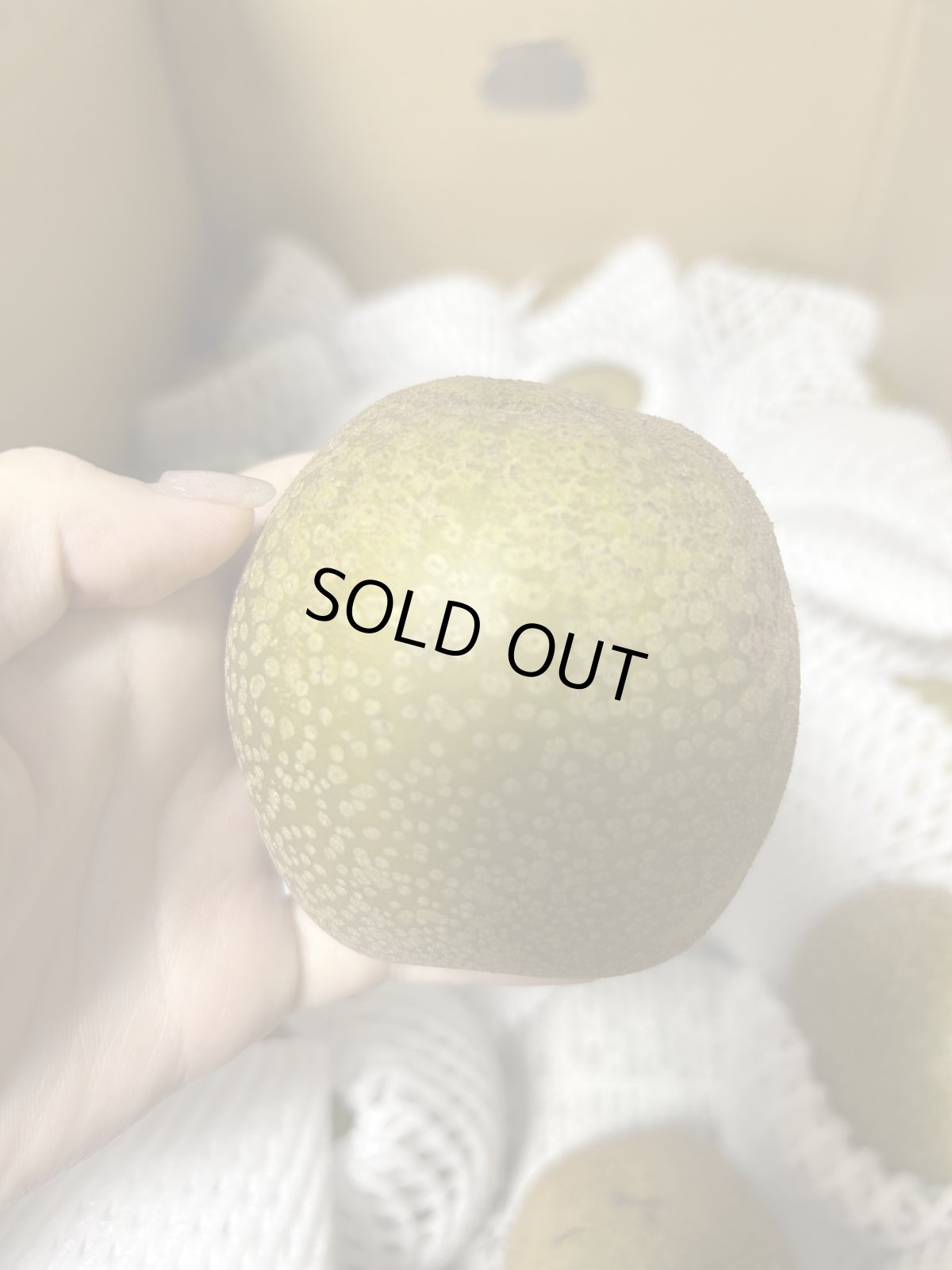 画像3: 沖縄県産　梨　１kg （漬物用）　シャキシャキ食感でほのかな甘さ「数量限定」 (3)