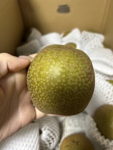 画像3: 沖縄県産　梨　１kg （漬物用）　シャキシャキ食感でほのかな甘さ「数量限定」 (3)