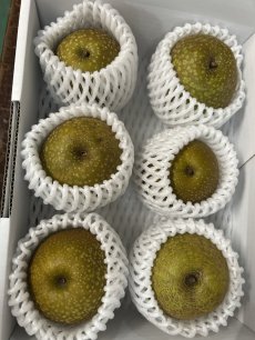 画像2: 沖縄県産　梨　１kg （漬物用）　シャキシャキ食感でほのかな甘さ「数量限定」 (2)