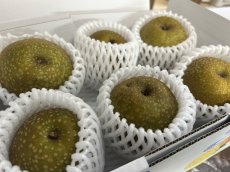 画像1: 沖縄県産　梨　１kg （漬物用）　シャキシャキ食感でほのかな甘さ「数量限定」 (1)