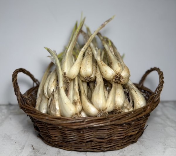 伊江島産 島らっきょう 3kg 新物 伊江島産島らっきょう3kg | Pay ID