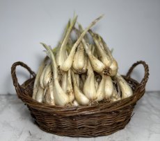 画像2: 「スペシャルセール」伊江島産の美味しい島らっきょう　５kg【配達日指定不可】バラでの発送になっています。 (2)