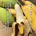 銀バナナ 約1kg（1房前後）　【配達日指定不可/常温発送】