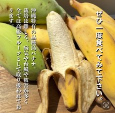 画像1: 銀バナナ 約1kg（1房前後）　【配達日指定不可/常温発送】 (1)