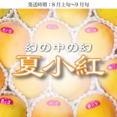 画像1: たま青果厳選　夏小紅マンゴー　１kg　【バイヤーイチオシ！】数量限定 (1)