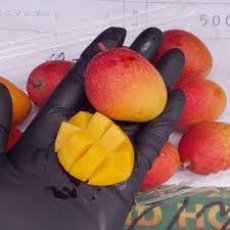 画像3: New「数量限定」ミニマンゴー食べ比べ３種　計3kg 　宮古島ミニマンゴー・沖縄県産ミニマンゴー・金煌（きんこう）ミニマンゴー　お買い得商品 (3)