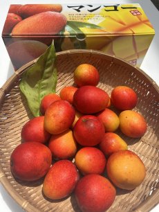 画像1: New「数量限定」ミニマンゴー食べ比べ３種　計3kg 　宮古島ミニマンゴー・沖縄県産ミニマンゴー・金煌（きんこう）ミニマンゴー　お買い得商品 (1)