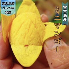 画像1: ☆今季最大タイムセール☆宮古島産 激旨完熟 ミニマンゴー 優品〜家庭用 ５kg　無くなり次第終了「大容量」 (1)