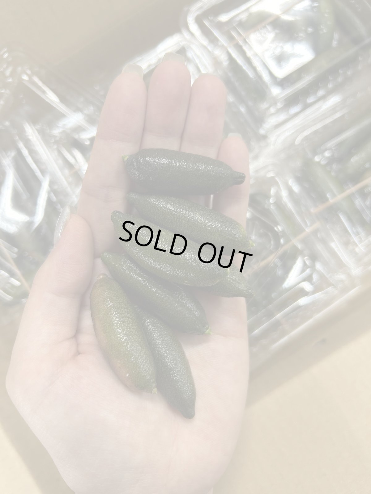 画像1: 新商品☆高級食材☆激レア商品　フィンガーライム　120ｇ　【別名】キャビアライム (1)