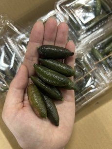 画像1: 新商品☆高級食材☆激レア商品　フィンガーライム　120ｇ　【別名】キャビアライム (1)