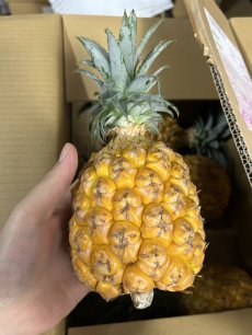 画像2: ＜旬の値下げ価格＞スナックパイン ９kg ボゴールパイン　１ケース　沖縄産 スナックパイン今が旬 (2)