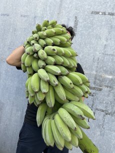 画像1: 沖縄県産　丸ごと銀バナナ　約23kg　「１点もの」【送料無料】 (1)