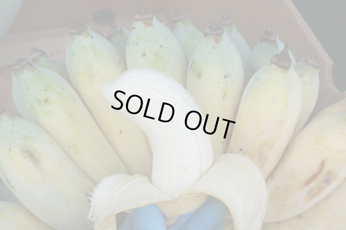 画像4: 沖縄県産　丸ごと銀バナナ　約13kg　「１点もの」【送料無料】 (4)