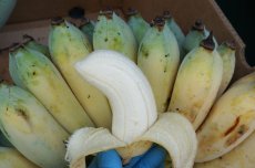 画像5: 沖縄県産　丸ごと銀バナナ　約23kg　「１点もの」【送料無料】 (5)