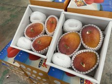 画像2: 再入荷【感謝際３９プライス】見た目鮮やか！沖縄県産　アップルマンゴー　2ｋg（3玉） (2)