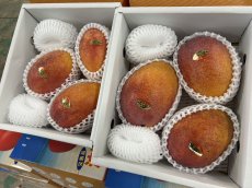 画像1: 再入荷【感謝際３９プライス】見た目鮮やか！沖縄県産　アップルマンゴー　2ｋg（3玉） (1)