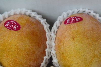画像1: 夏小紅マンゴー　 約800g〜1kg (2玉入り)　数量限定