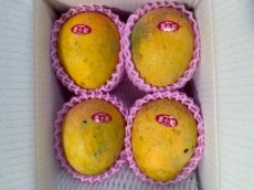 画像1: 夏小紅マンゴー　 家庭用　 約2kg (４〜６玉)　【送料無料】数量限定 (1)