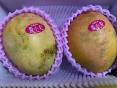 画像2: 夏小紅マンゴー　 家庭用　 約2kg (４〜６玉)　【送料無料】数量限定 (2)